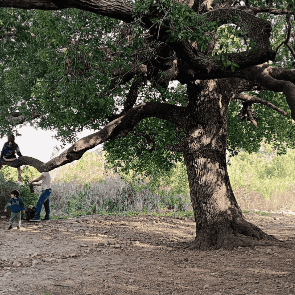 עץ הילדים אלון עתיק