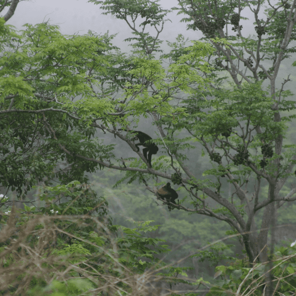 קופים על עץ