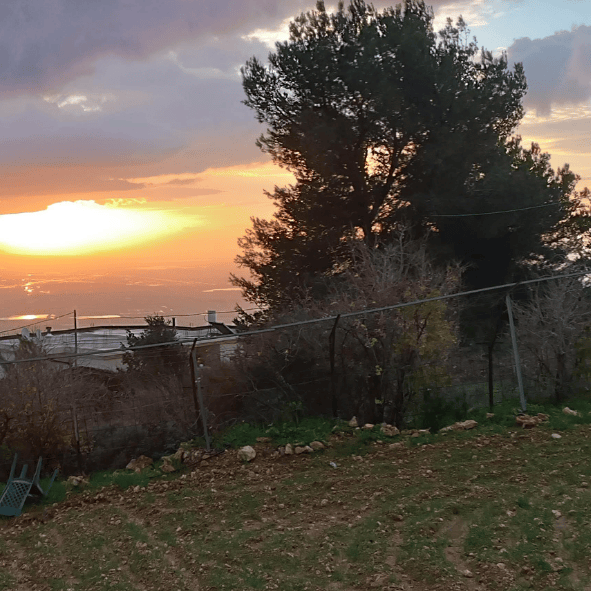 עץ אורן בזריחה